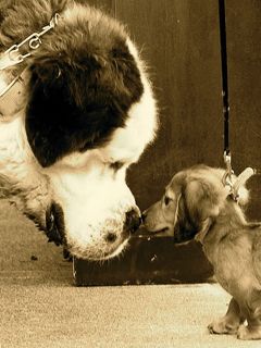 Razzismo e omofobia? Sciocchezze, parola di Darwin!