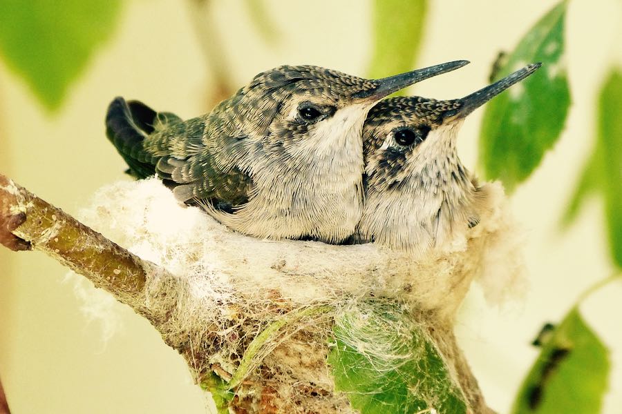 piccoli di colibri aspettano i genitori nel nido