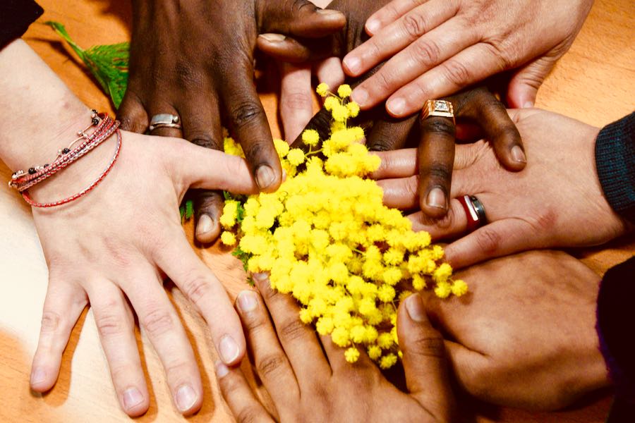 mimosa simbolo italiano della festa della donna