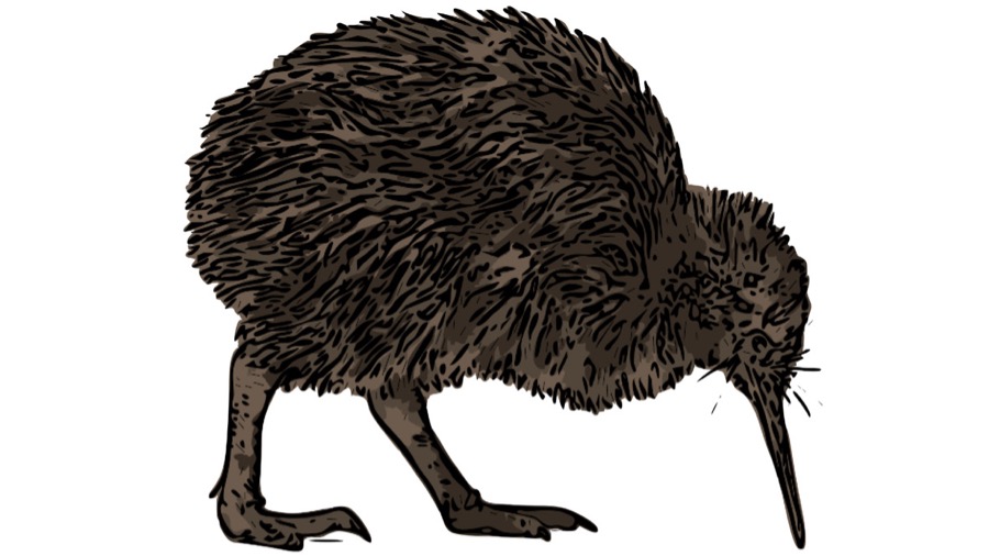 uccello kiwi